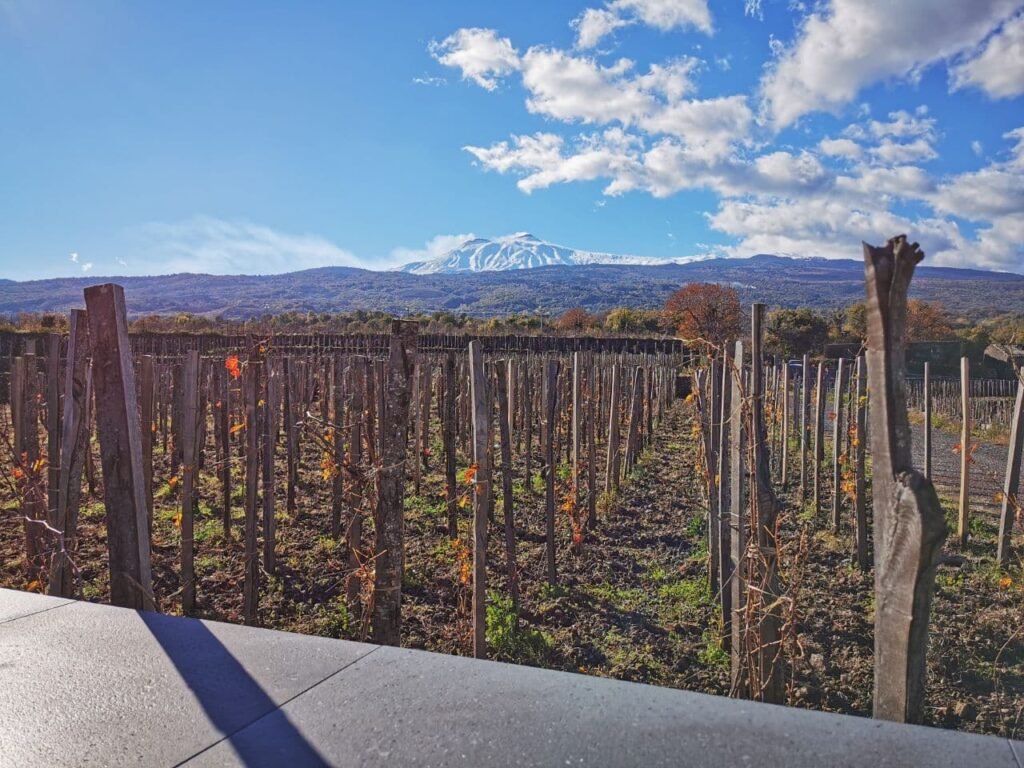 Degustazione tecnica di 4 vini e visita al vigneto a Linguaglossa