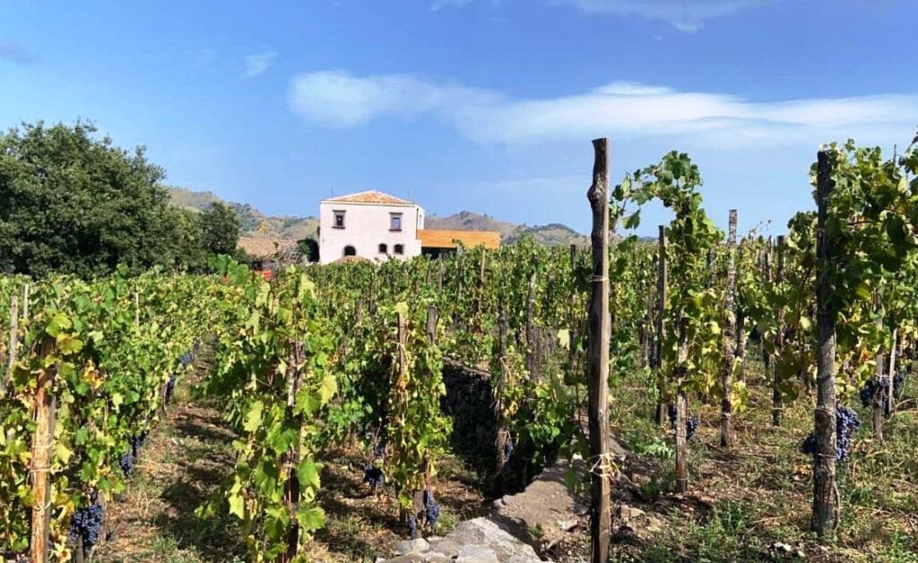 Degustazione di vini dell’Etna con pranzo leggero a Linguaglossa