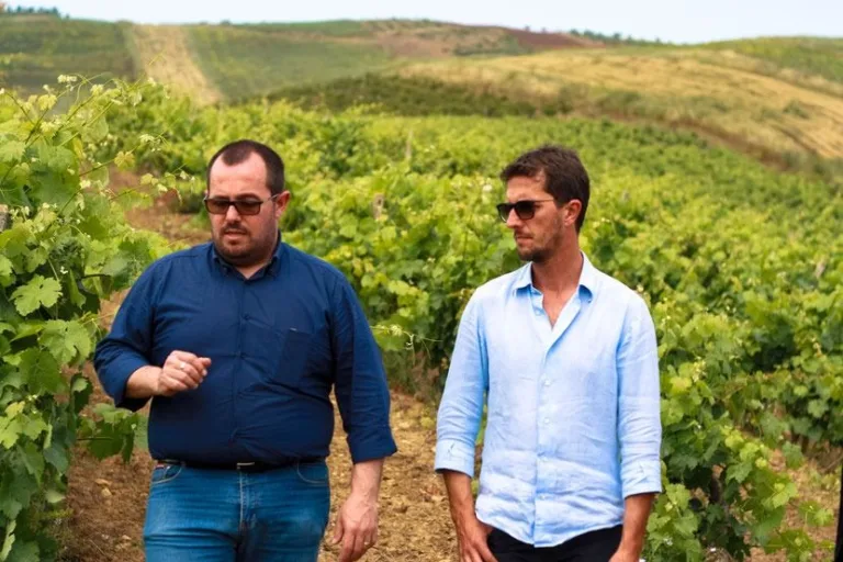 Visita in vigna e degustazione di vini nella DOC Monreale
