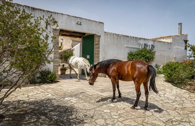 Visita in cantina ad Alcamo con degustazione di 4 vini e light lunch