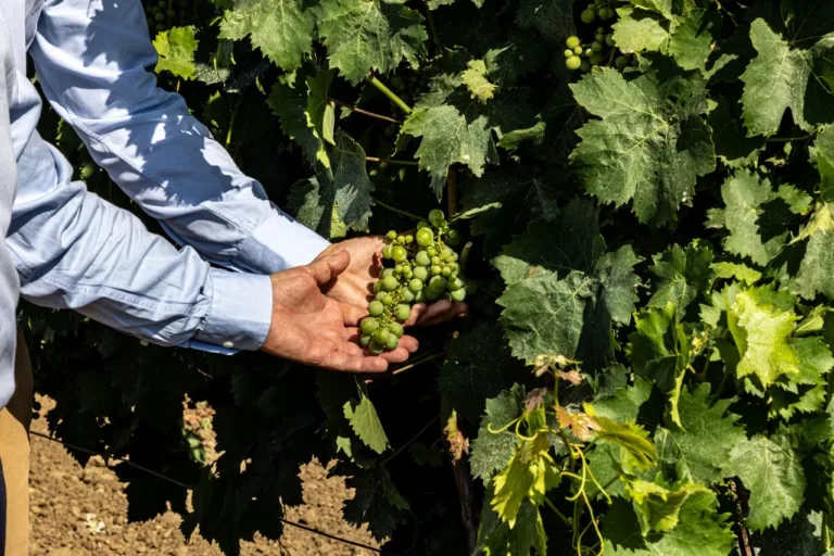 Visita in cantina ad Alcamo con degustazione di 4 vini e light lunch