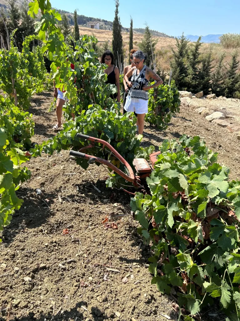 Crea il tuo blend di vino ad Alcamo con degustazione e bottiglia personalizzata