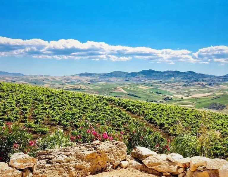 Crea il tuo blend di vino ad Alcamo con degustazione e bottiglia personalizzata